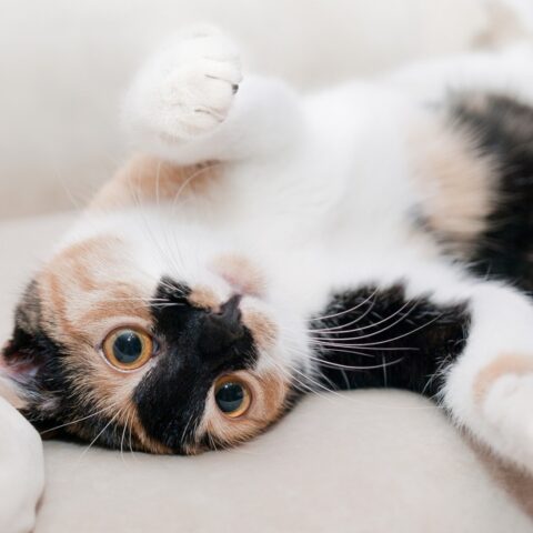 Reasons You Should Never Declaw Your Cat