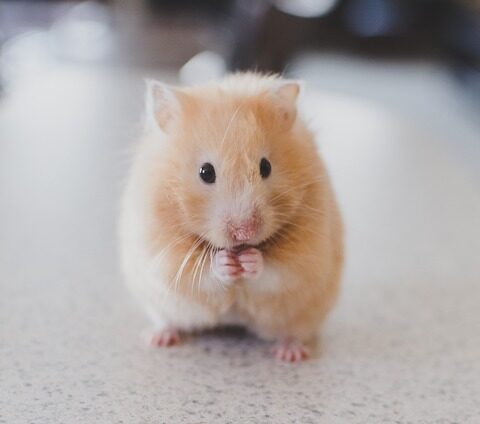 Reasons to Say No When Your Child Wants a Hamster