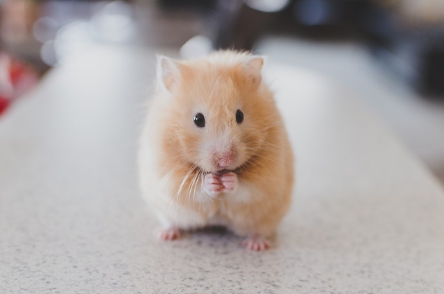 Reasons to Say No When Your Child Wants a Hamster