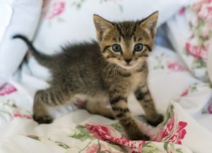 Reasons to Say No When Your Child Wants a Kitten