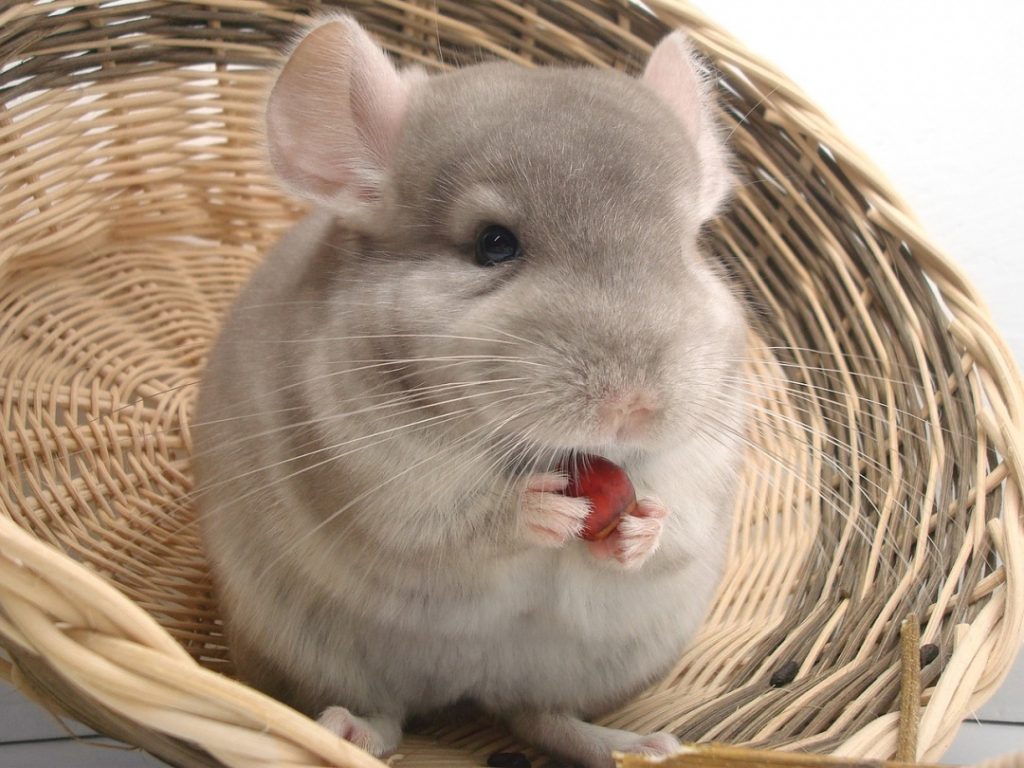 Reasons to Say No When Your Children Want Chinchillas