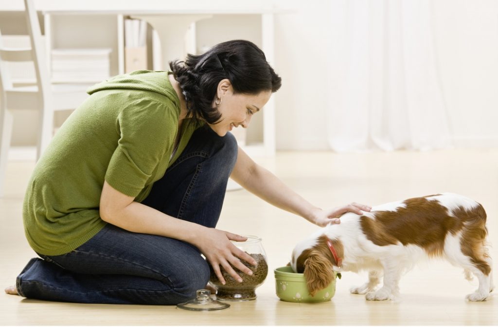 Things to Consider When Choosing Dog Food Understand the terminology