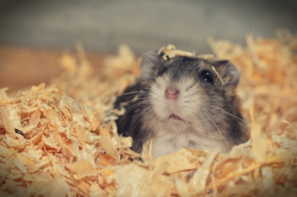 Things to Consider When Looking For a Hamster