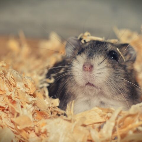 Things to Consider When Looking For a Hamster