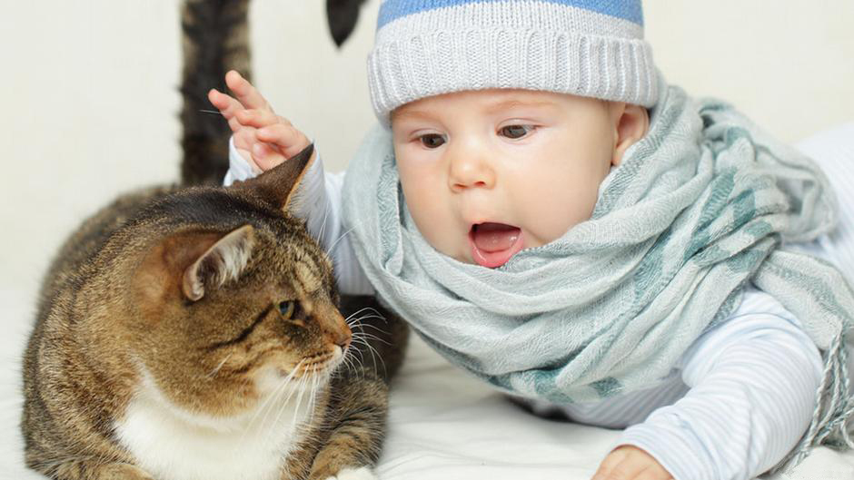 Ways to Prepare Your Cat for a New Baby - Ensure a Quiet Introduction