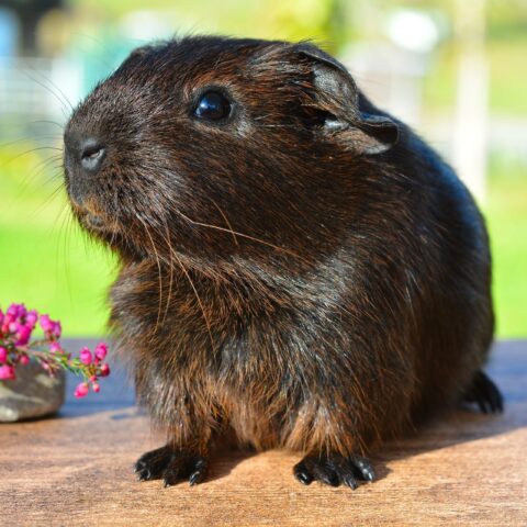 Things to Know Before Buying a Guinea Pig