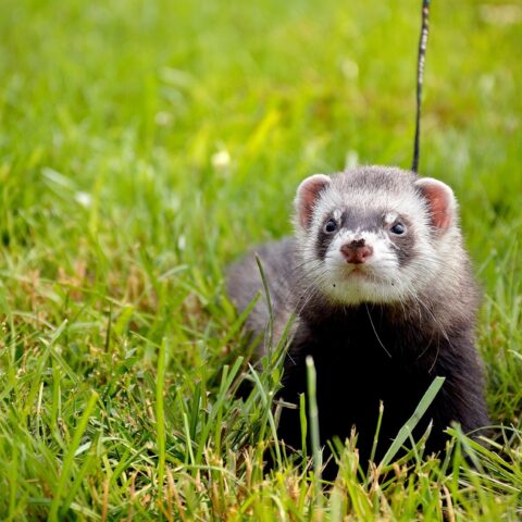 Things to Know Before Buying a Ferret