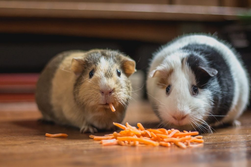 10 Amazing Facts about Guinea Pigs