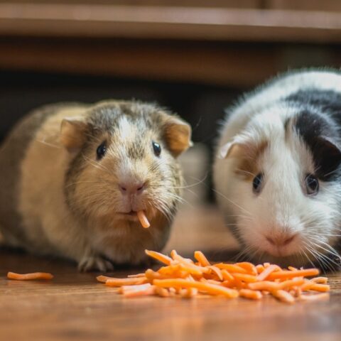 10 Amazing Facts about Guinea Pigs