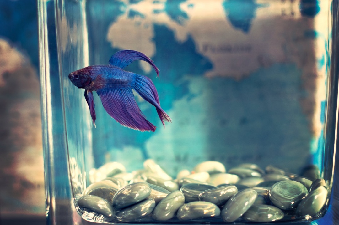 10 Aquarium Fish for Every Budget - Bettas