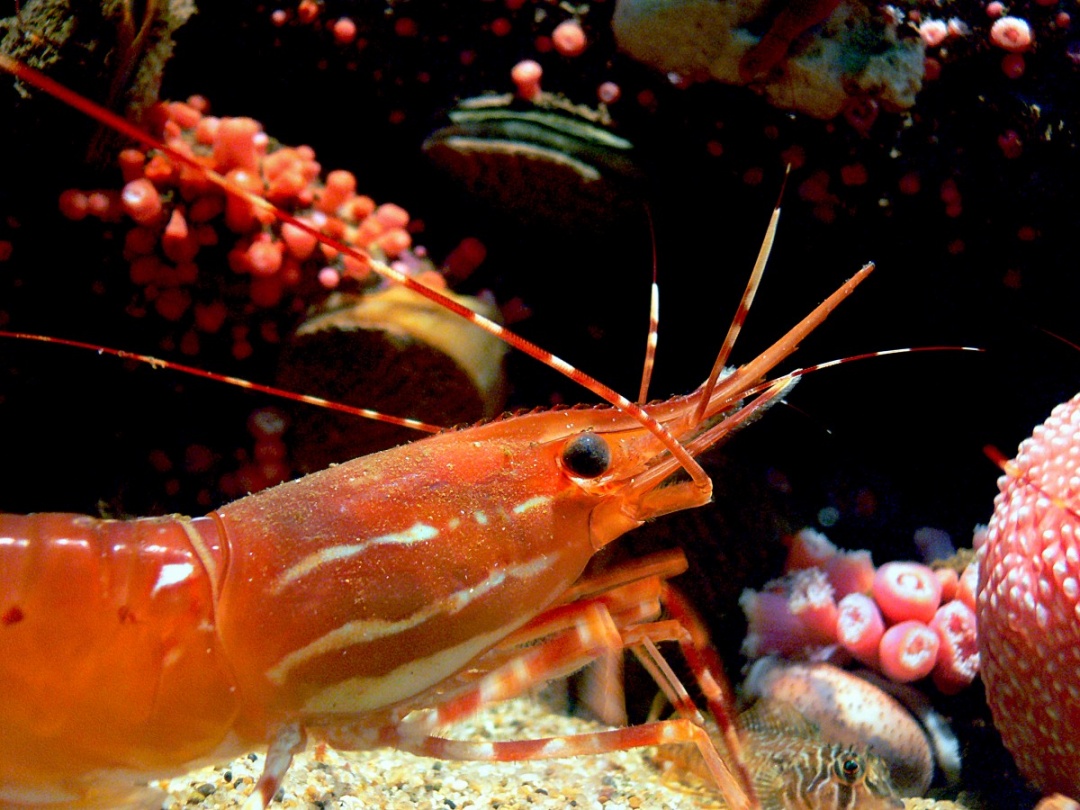 10 Aquarium Fish for Every Budget - Dwarf Crayfish