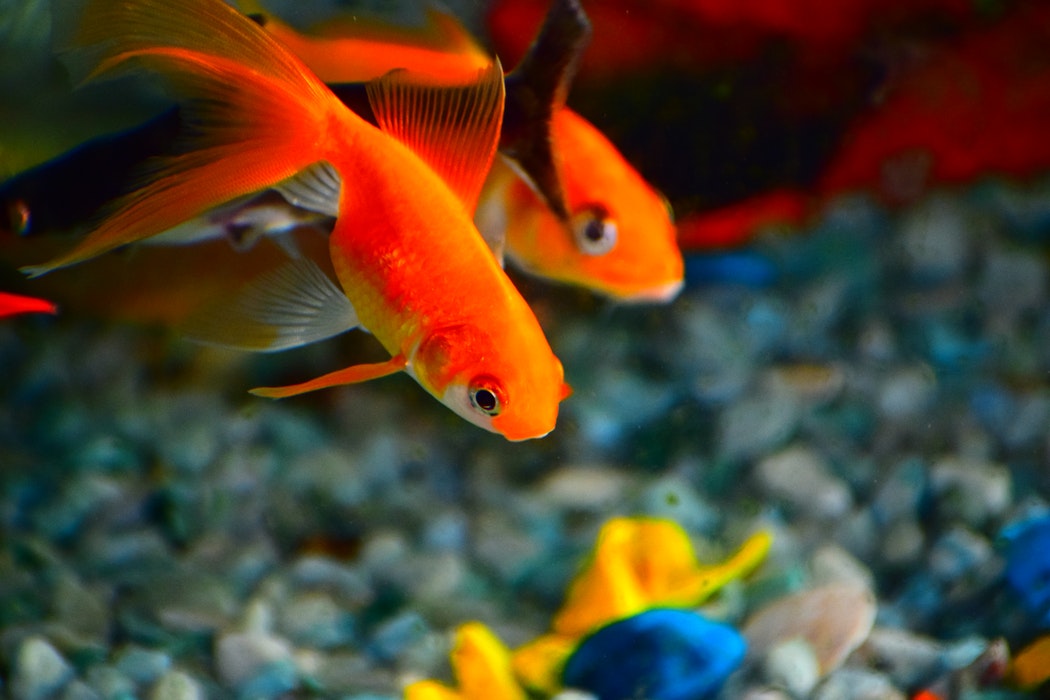 10 Aquarium Fish for Every Budget - Fancy Goldfish