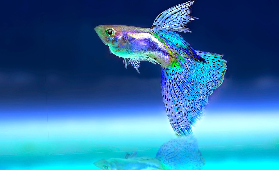 10 Aquarium Fish for Every Budget - Fancy Guppies