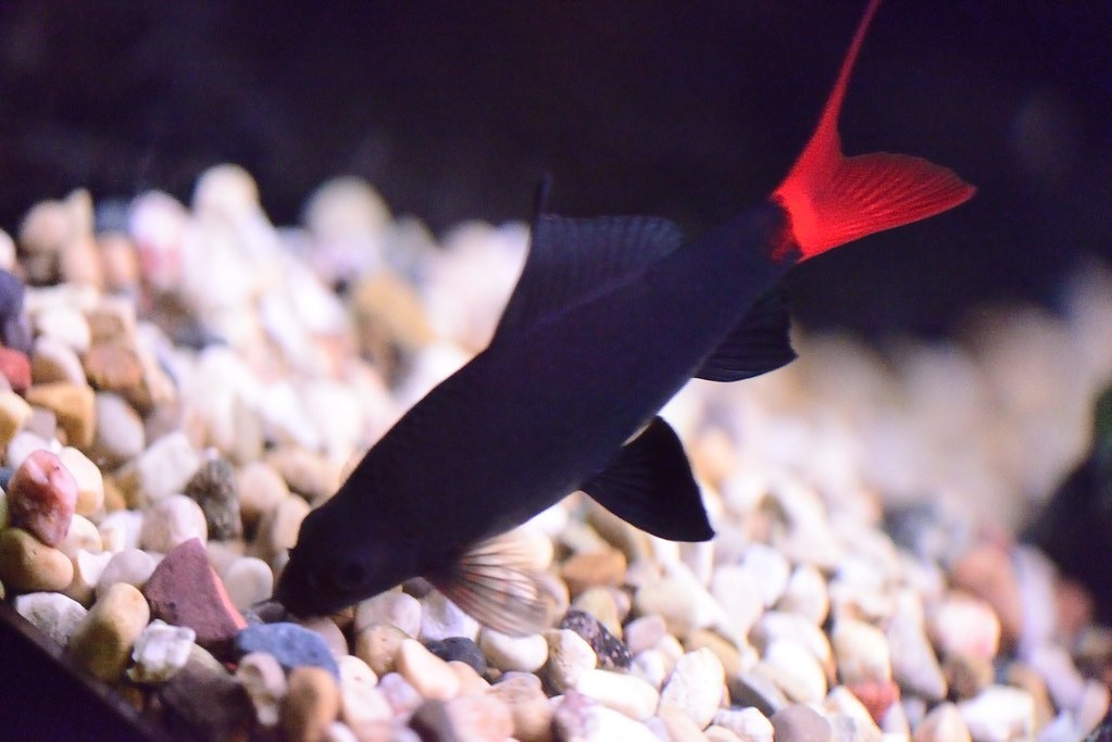 10 Aquarium Fish for Every Budget - Redtail Sharks