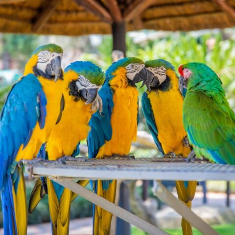 10 Fun Facts about Parrots