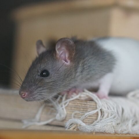 10 Interesting Facts about Mice and Rats