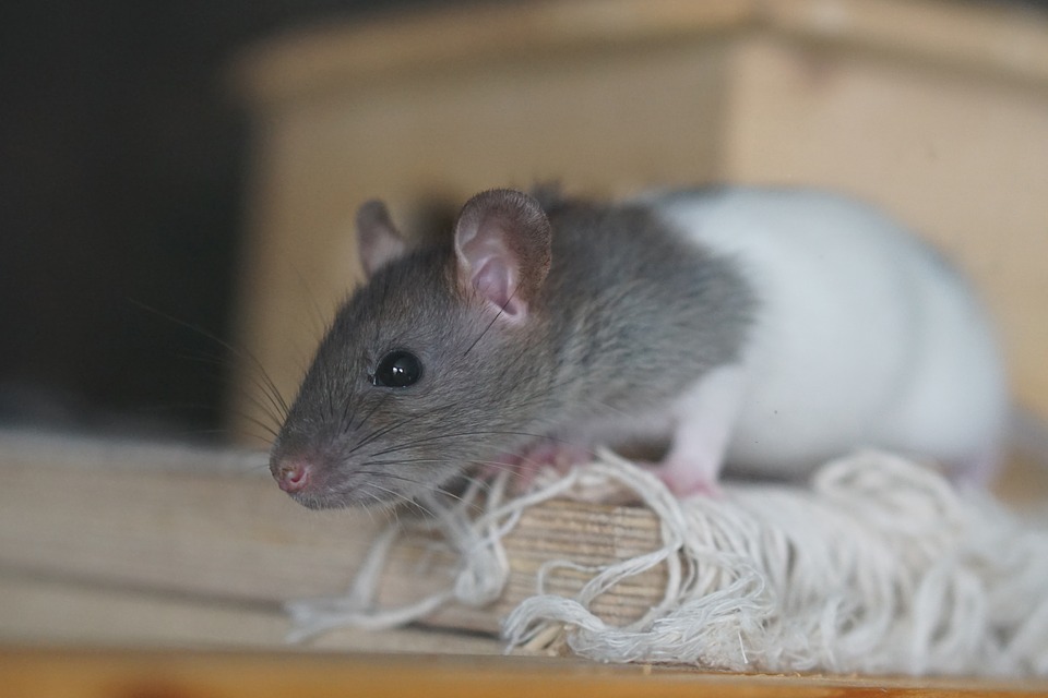 10 Interesting Facts about Mice and Rats