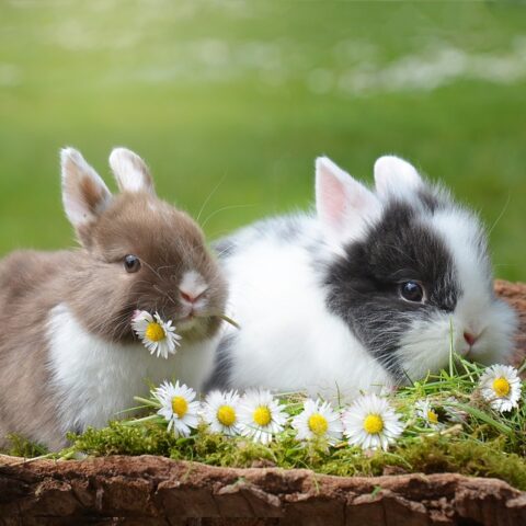 10 Most Beautiful Rabbit Breeds