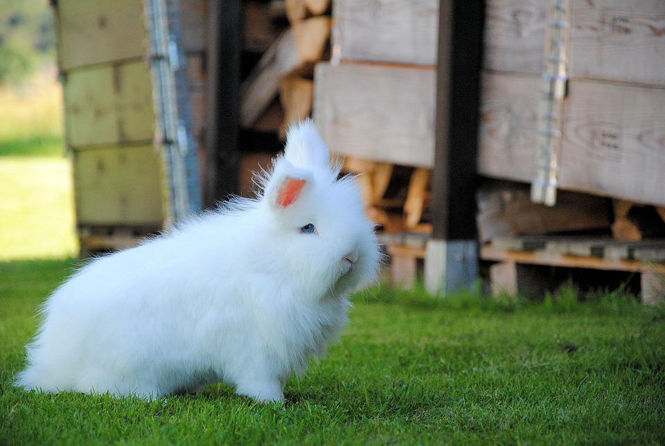 Most Beautiful Rabbit Breeds - Angora