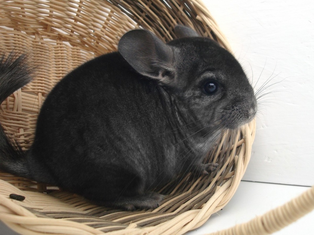 Most Beautiful Rabbit Breeds - Chinchilla