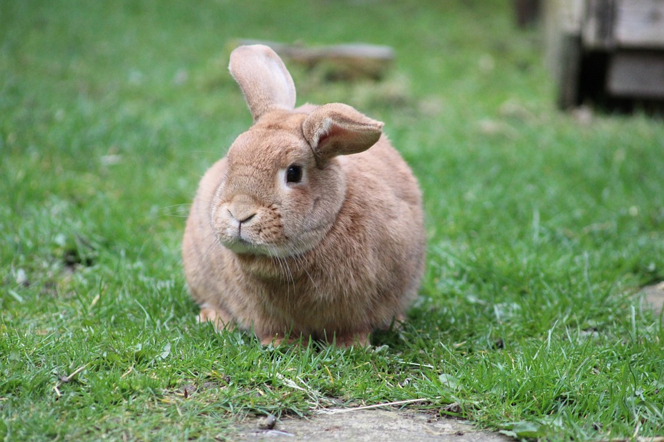 Most Beautiful Rabbit Breeds - Creme D'Argent