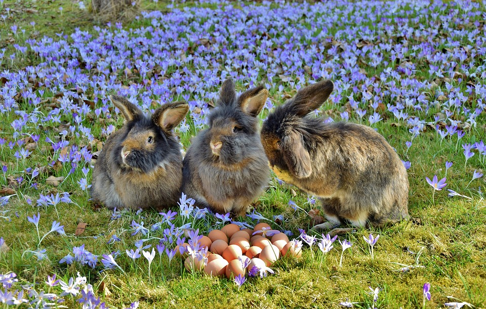 Most Beautiful Rabbit Breeds - Harlequin