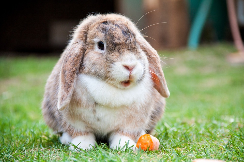 Most Beautiful Rabbit Breeds - Lop