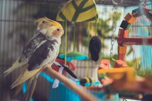 Top 10 Pet Birds