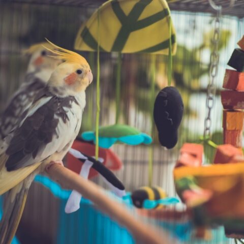 Top 10 Pet Birds