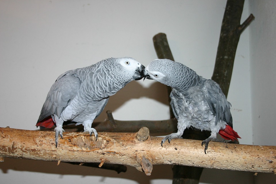 Top 10 Pet Birds - African Grey Parrots