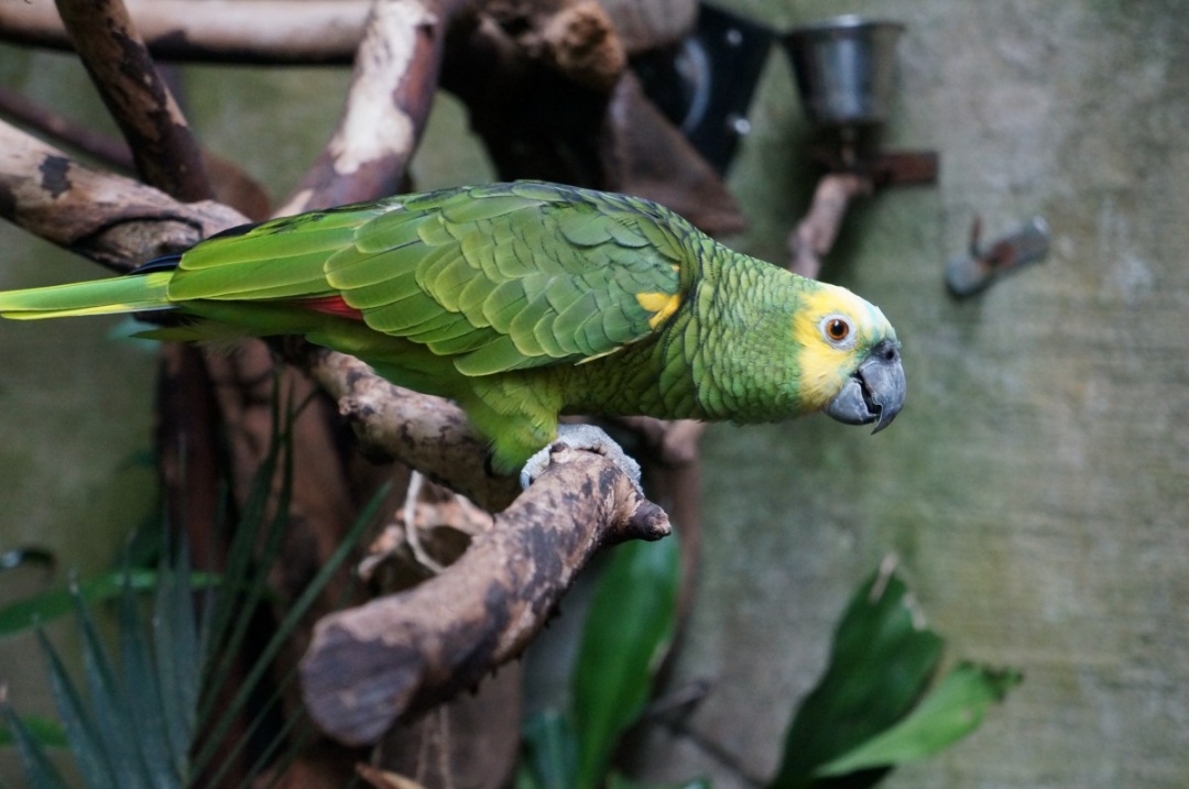 Top 10 Pet Birds - Amazon Parrots