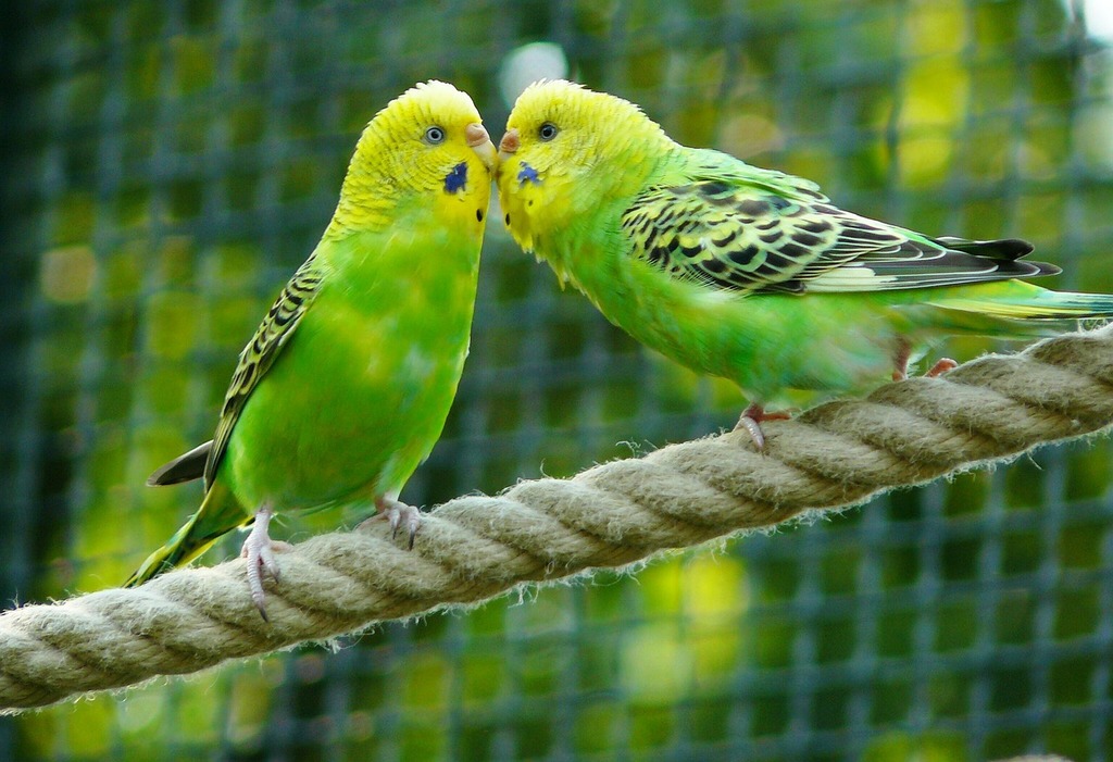 Top 10 Pet Birds - Budgerigars Parrots