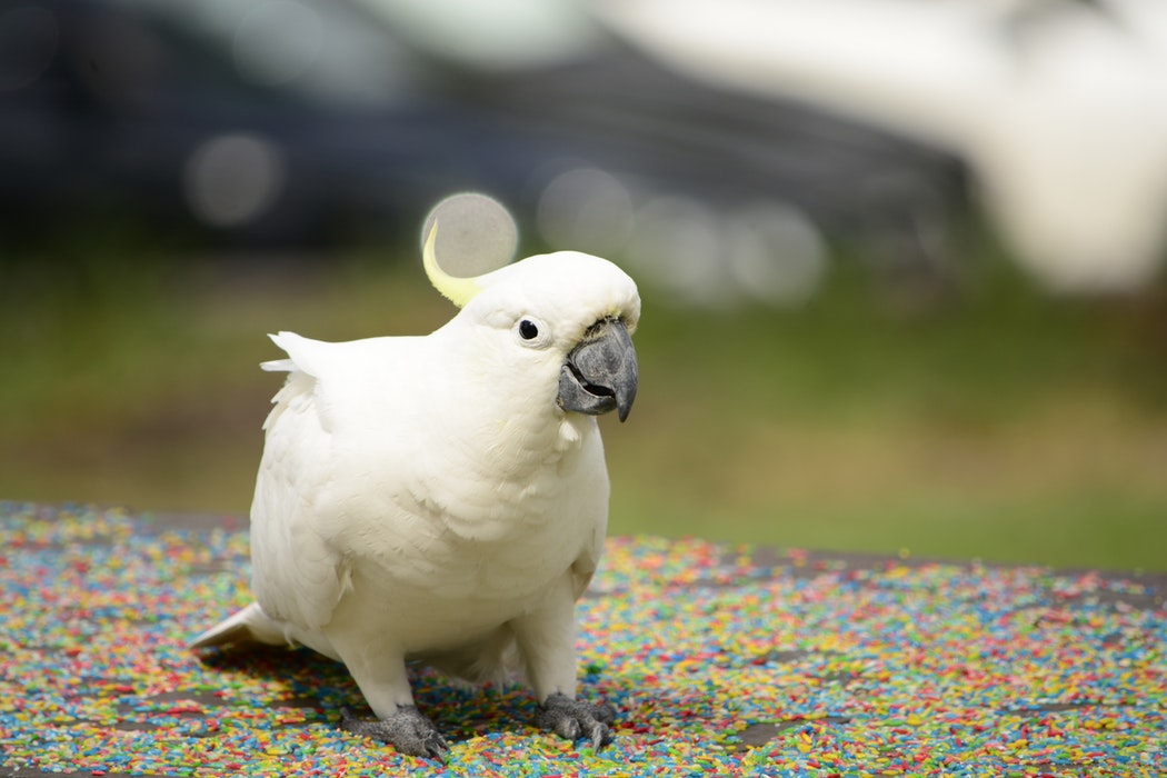 Top 10 Pet Birds - Cockatoos Parrots