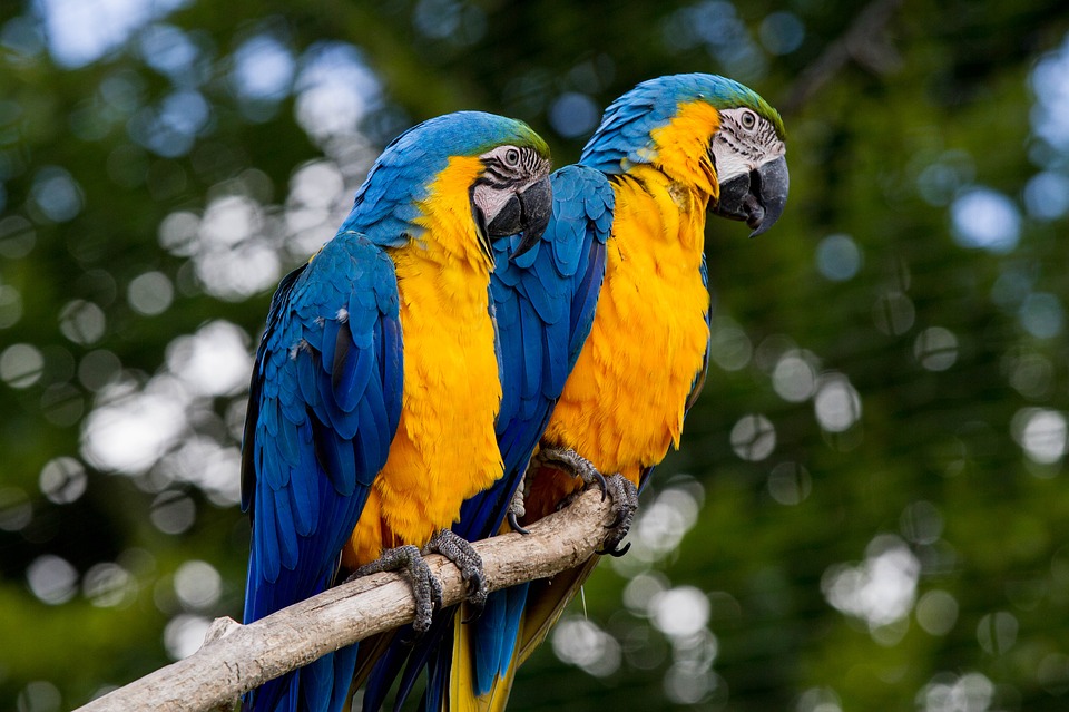 Top 10 Pet Birds - Macaws Parrots