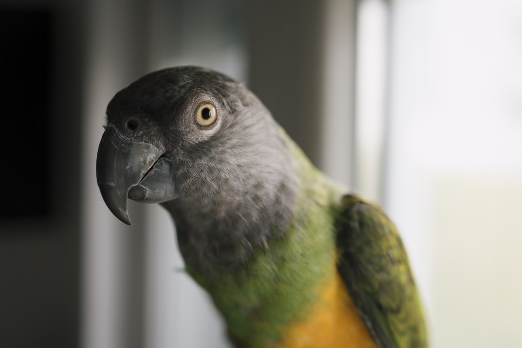 Top 10 Pet Birds - Senegal Parrots