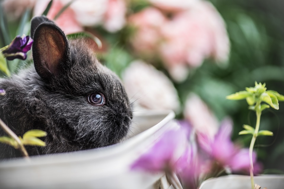 Most Beautiful Rabbit Breeds - Silver Fox