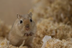 9 Interesting Facts about Gerbils