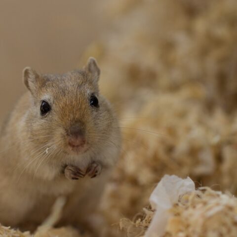 9 Interesting Facts about Gerbils