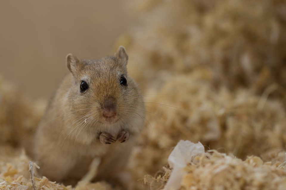 9 Interesting Facts about Gerbils