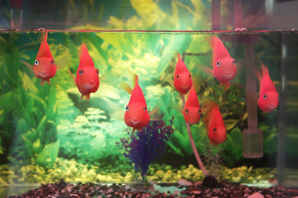 Having aquariums in your home makes the space feel more inviting and natural