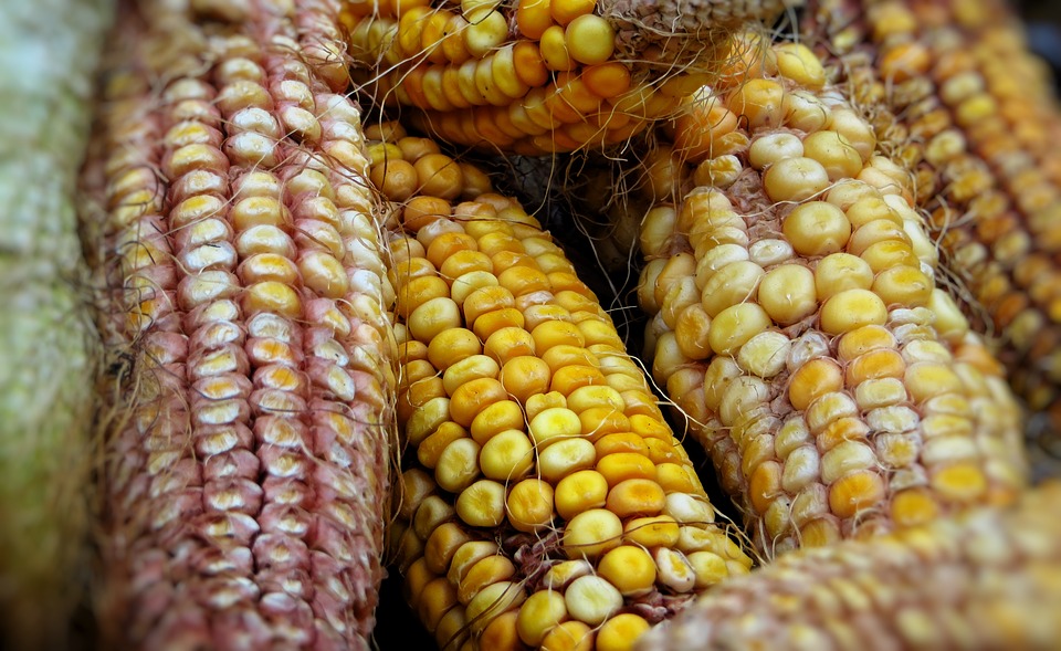 Seven Dried Corn