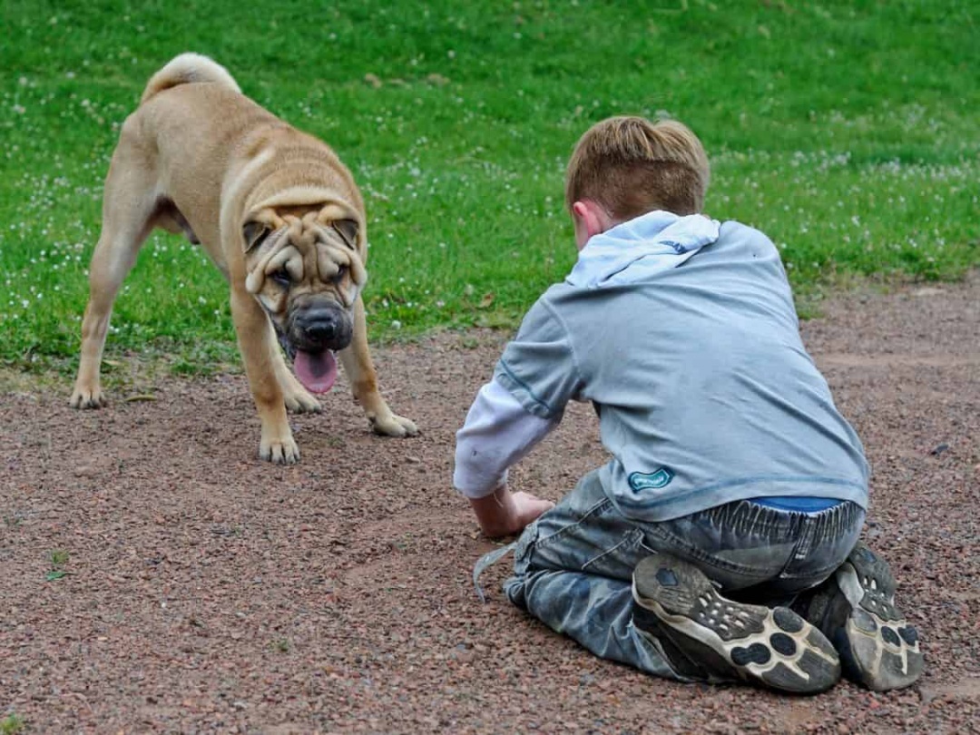 You aren't an animal person