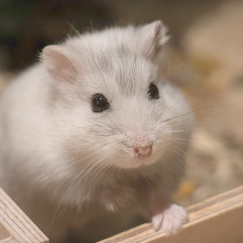 10 Surprising Facts about Hamsters