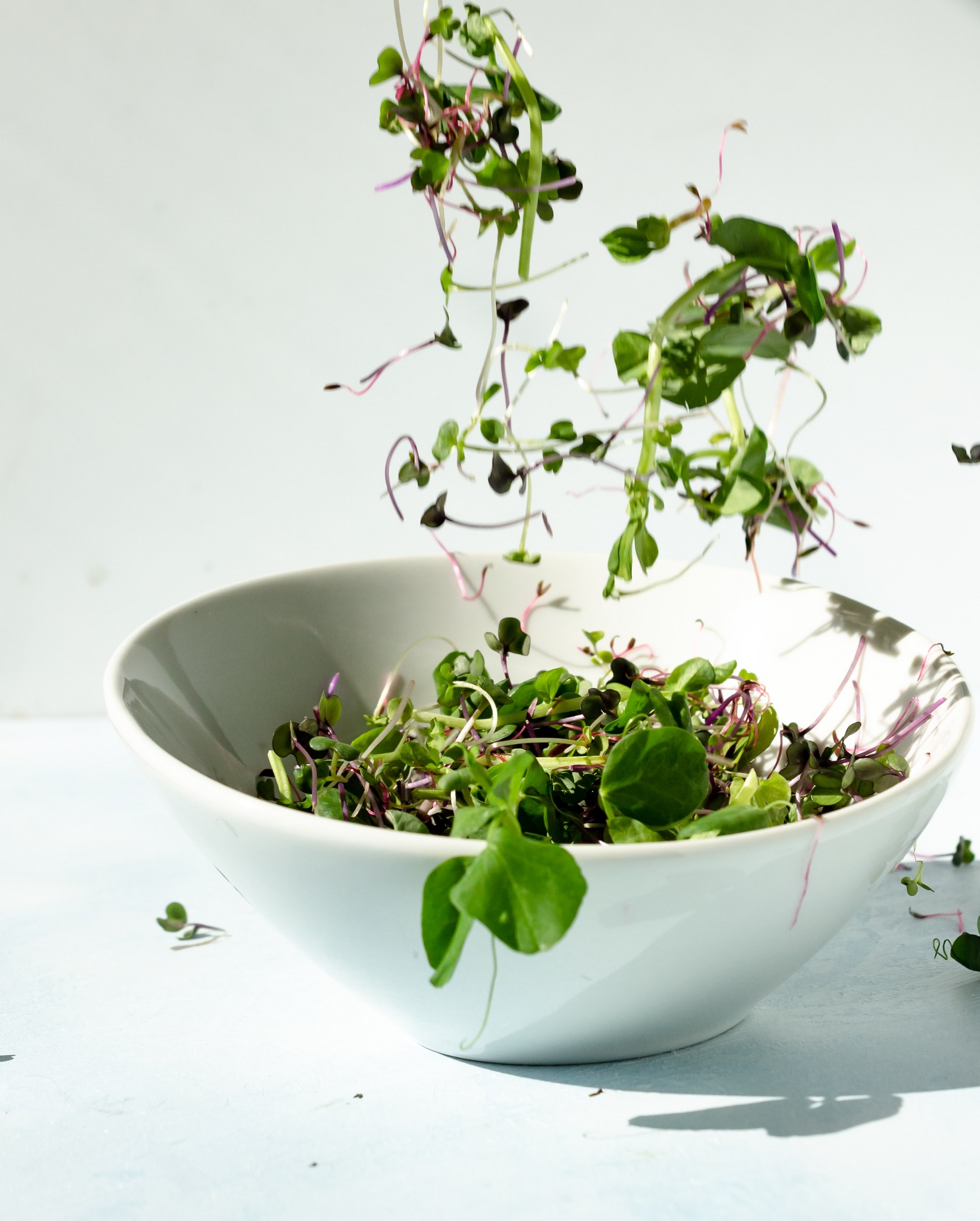 Alfalfa sprouts