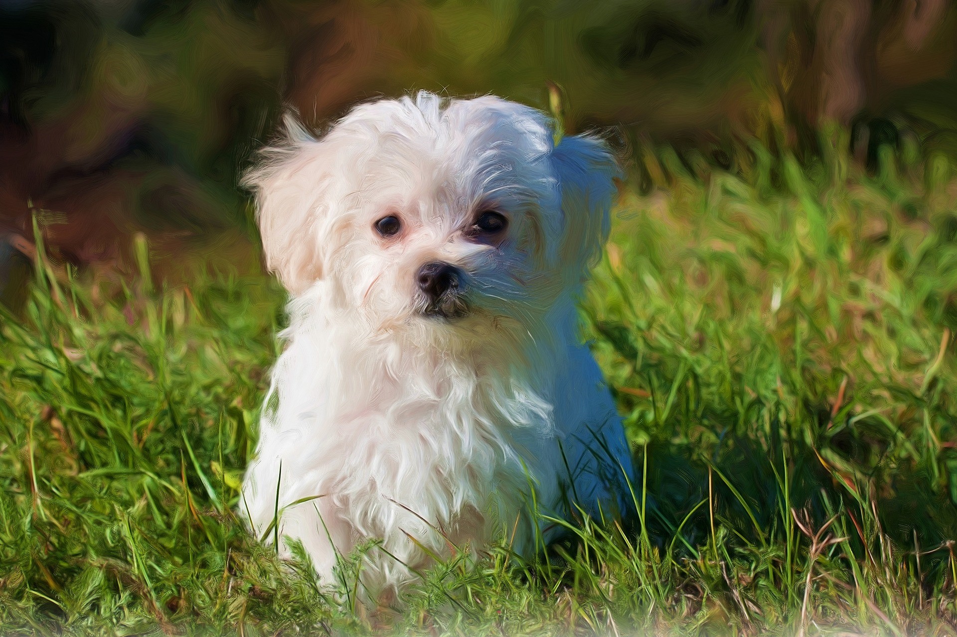 Maltese