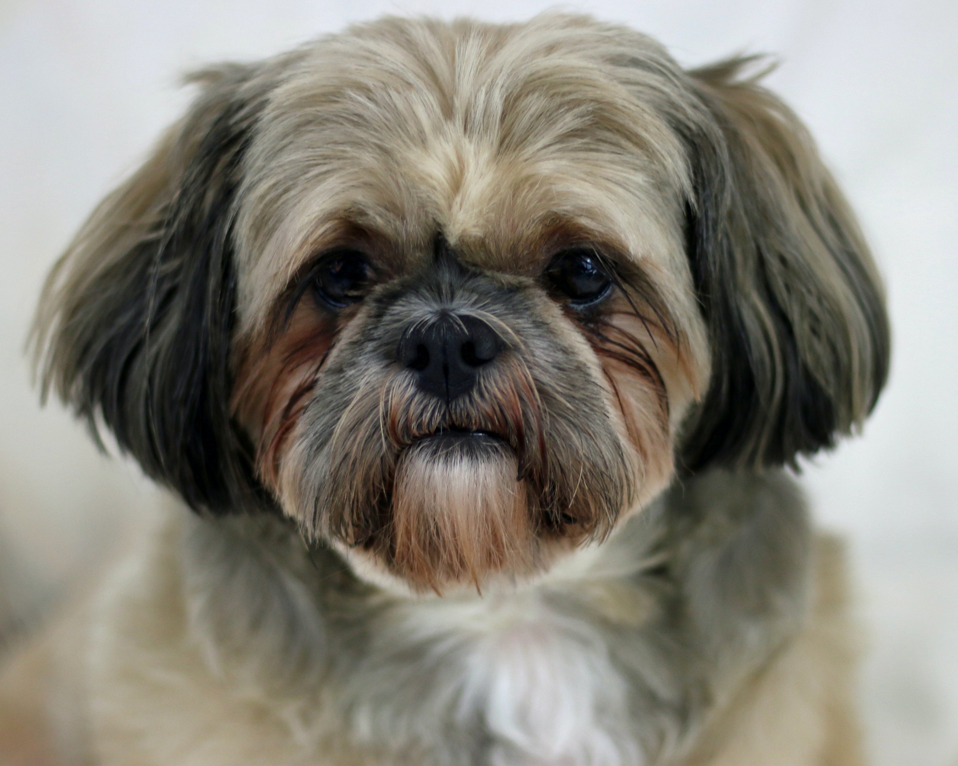 Shih Tzu