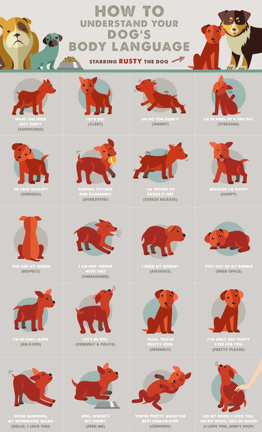 Dog Body Language