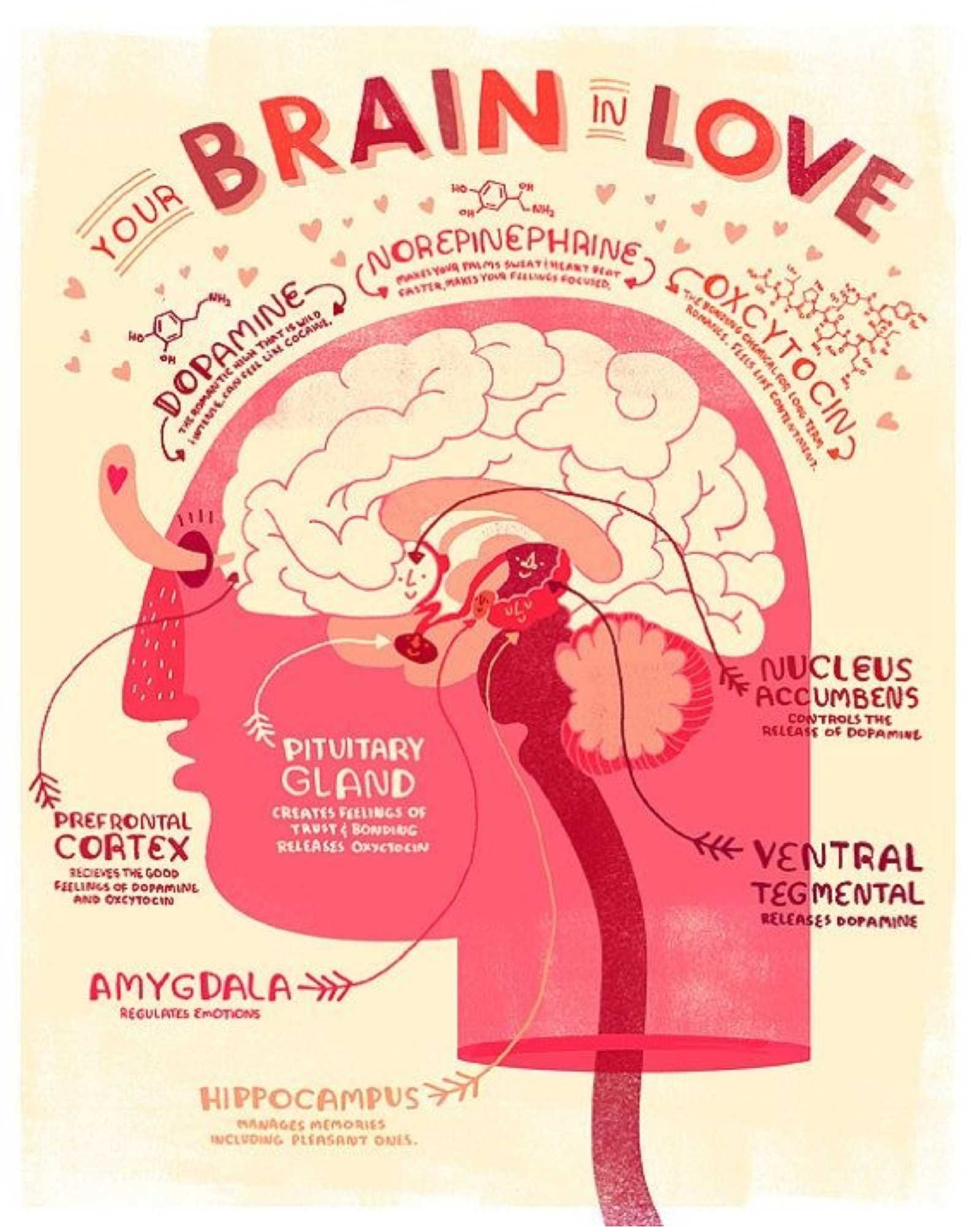 Your Brain In Love