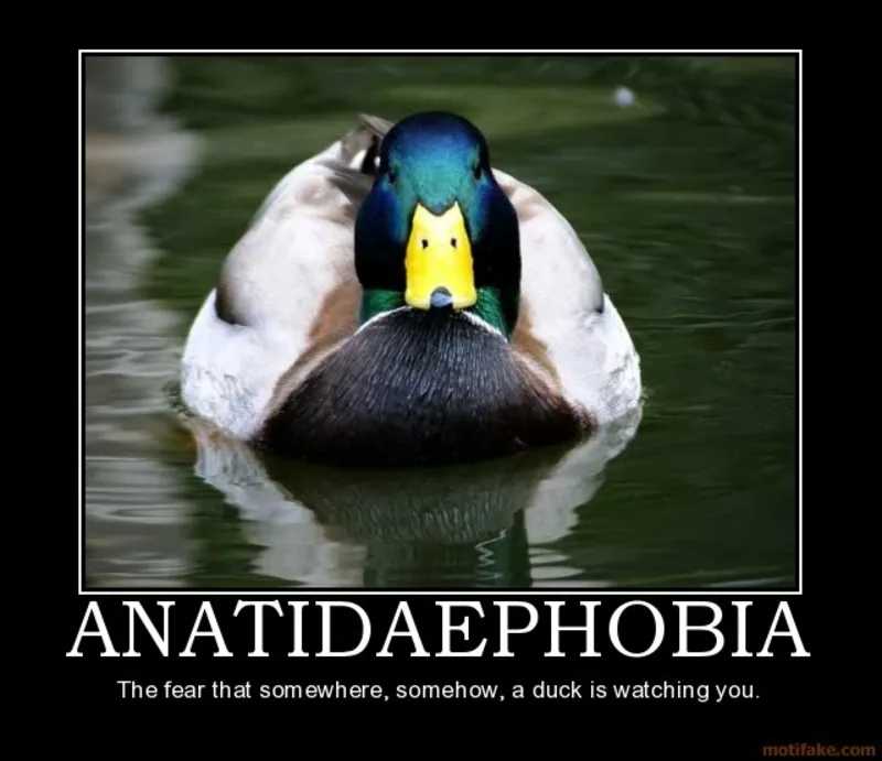 Anatidaephobia