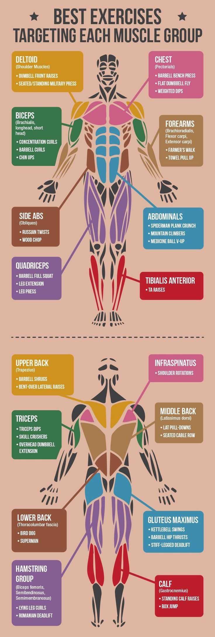 Best Exercises For Targeting Each Muscle Group